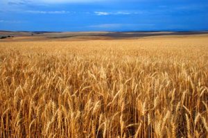 Wheat-Field